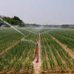 Sprinklers irrigating neat rows of crops in a field